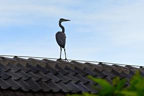 stork bird on the roof