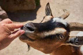 goat feeding hand