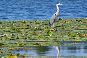 a bird in the water on the moss