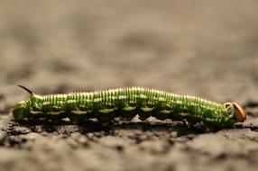 green caterpillar in the ground