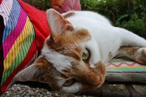 sleeping cat near a person