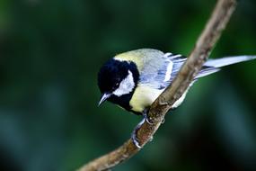 a bird is sitting on a branch