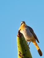 the bird is yellow against the sky