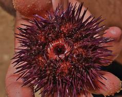 prickly starfish in hand