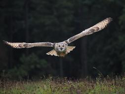 a flying owl in the sky