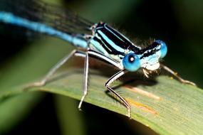blue insect on the foliage