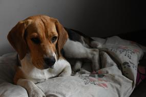 cute dog lying on the bed