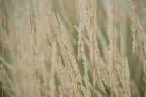 grass blur background