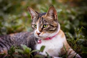 cat with a collar view