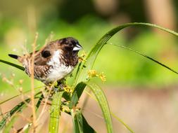 sparrow on the grass with flowers