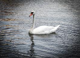 a white swan swims beautifully in the water