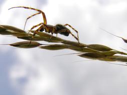 a large spider on a plant in the clouds