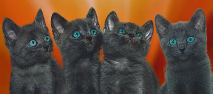 lots of cute kittens