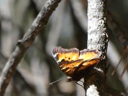 a big butterfly on a branch