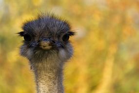 ostrich head field view