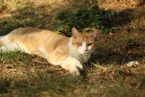 beautiful cute ginger cat