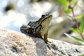 frog on a pole