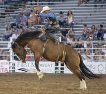 horse man rodeo