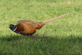 bird grass view