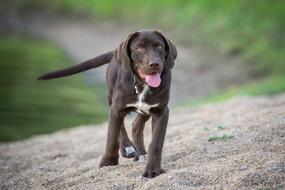 black dog running joyful