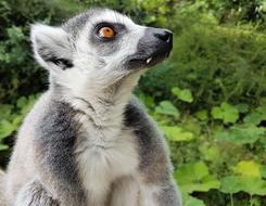 lemur on a green background