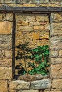 a flower in a stone house