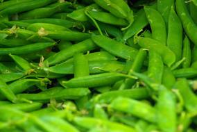 ripe peas harvest