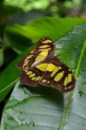yellow butterfly with brown pattern