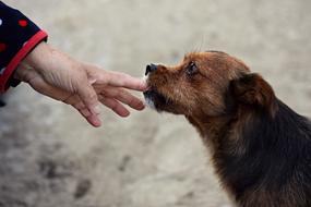 a dog biting a man's finger