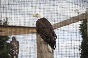 eagles in a zoo cage