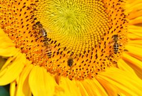 big sunflower with wasps