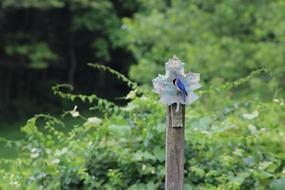 blue leaf on a stick in the field
