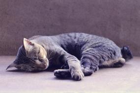 the cat sleeps on the floor