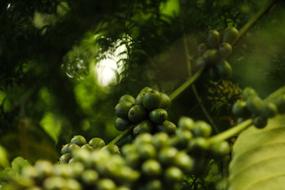 Unripe green coffee beans