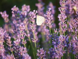beautiful flowers with a butterfly field