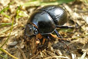 a big black beetle in the grass