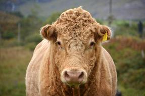 curly funny cow