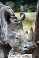 the rhinoceros in the zoo is big