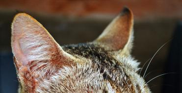 cute cat ears