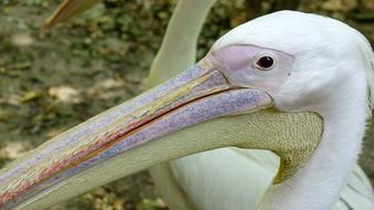 huge pelican head