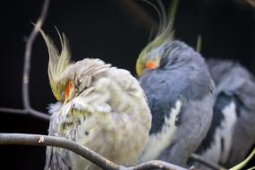 parrots are small species