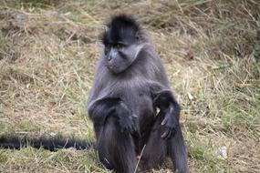 black monkey at the zoo
