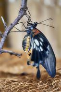 a huge butterfly on a branch