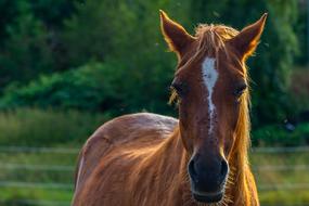 the domestic horse is red