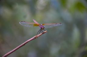 dragonfly on a branch in the garden
