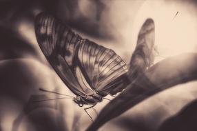 gorgeous butterfly in the sun