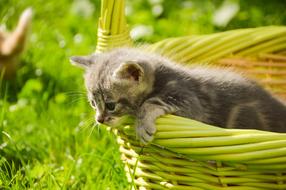 a little kitten in a basket