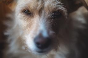 cute dog looks into the room