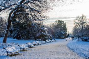 a road in a snowy forest