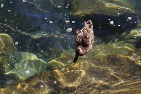 a frog floating in the water